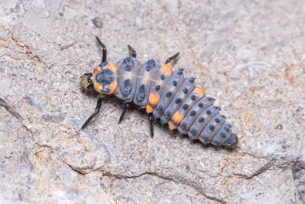 Nymph of seven-spotted ladybug, Coccinella semptempunctata, walking on a rock. High quality photo - Photo, Image