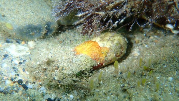 Alghe brune incrostanti o alghe rosse taloidi Peyssonnelia sp. rosa-marina var. su una pietra liscia sott'acqua, Mar Egeo, Grecia, Calcidica - Foto, immagini