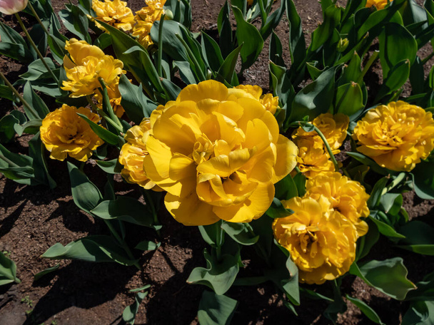 Tulipán 'Monte carlo' floreciendo con vistosas y brillantes flores amarillas soleadas con doble fila de brillantes pétalos dorados, superpuestos, con volantes y ligeramente emplumados de color rojo en el jardín - Foto, Imagen