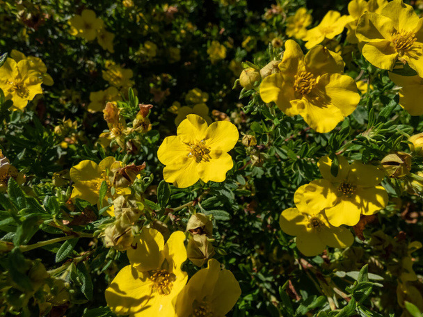 Pensas cinquefoil (Pentaphylloides fruticosa) 'Tratu' kukinta lautasen muotoinen, kirkkaan keltaisia kukkia kesällä - Valokuva, kuva