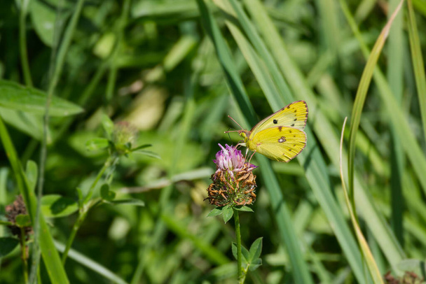 Pale clouded yellow (Colias hyale) Butterfly perched on pink flower in Zurich, Switzerland - Photo, Image