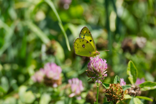 Pale clouded yellow (Colias hyale) Butterfly perched on pink flower in Zurich, Switzerland - Photo, Image