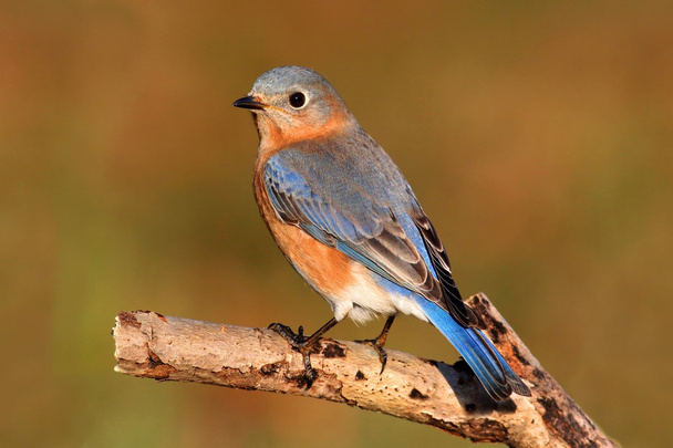 Oiseau bleu femelle de l'Est
 - Photo, image