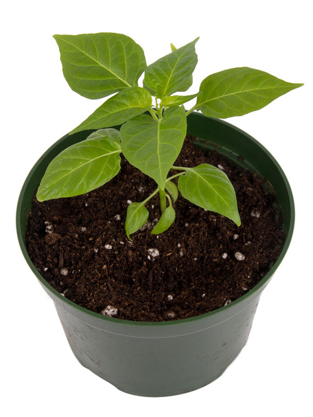 Habanero poivre plante en pot
 - Photo, image