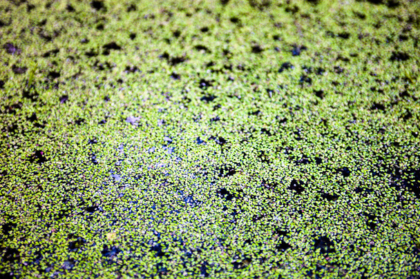 Поверхность воды покрыта зеленой уткой
  - Фото, изображение
