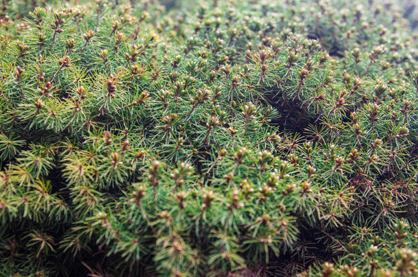 Evergreen juniper branches - Photo, Image