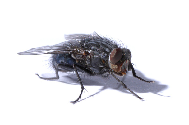 Ordinary fly on white paper sheet - Photo, Image