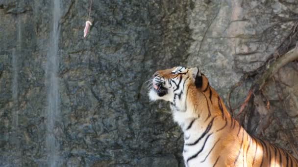 Krmení tygr s masem pro zobrazení - Záběry, video