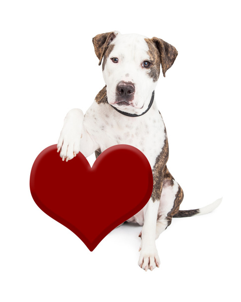 Pit Bull Dog segurando coração
 - Foto, Imagem