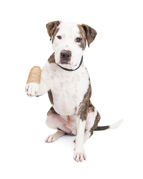 Pit Bull Dog com pata ferida
 - Foto, Imagem