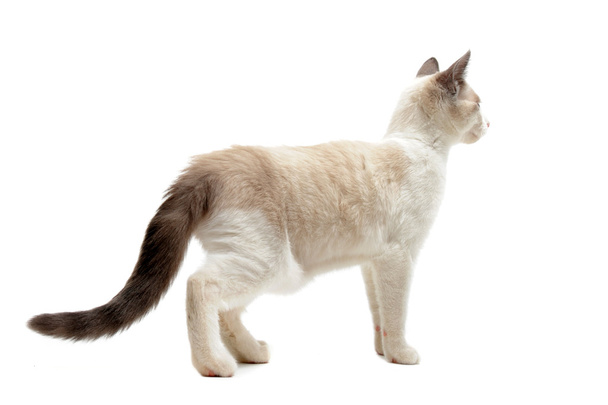 Vista trasera del gatito siamés
 - Foto, imagen