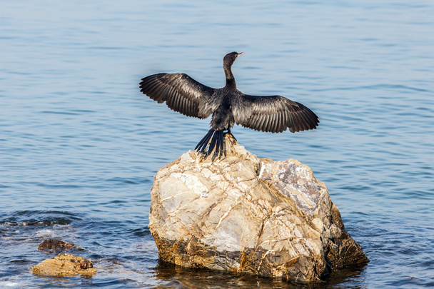 cisne negro na rocha no oceano
 - Foto, Imagem