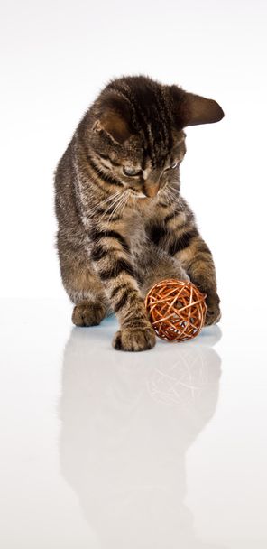Игра в кошку
 - Фото, изображение
