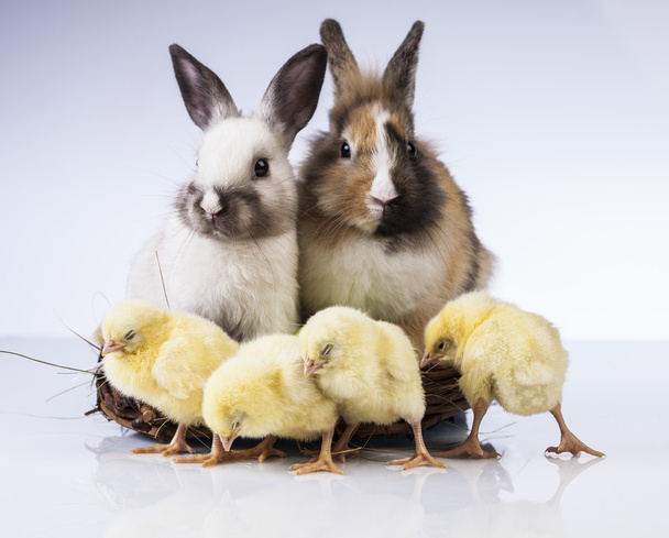 Pâques, lapin et poulet
 - Photo, image
