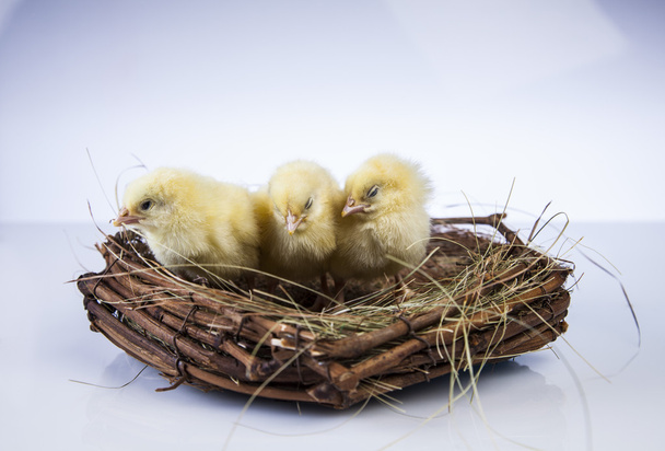 Easter, bunny and chicken - Fotografie, Obrázek