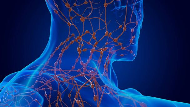 Анатомия поврежденных лимфоузлов человека для медицинской концепции 3D иллюстрации - Фото, изображение