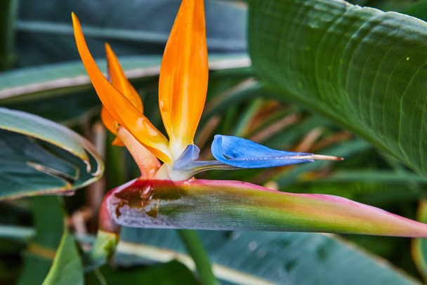 Зображення помаранчевого птаха райської рослини в дощових лісах - Фото, зображення