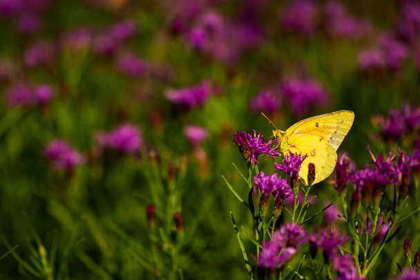 An orange sulphur butterfly, also known as alfalfa butterfly, scientific name, colias eurytheme. - Photo, Image
