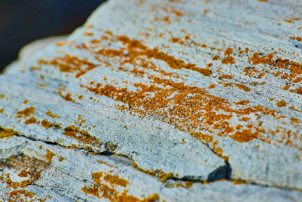 Image de détail du lichen orange sur les rochers - Photo, image