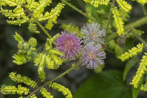 bliskie ujęcie Mimosa Invisa Giant Sensitive Plant - Zdjęcie, obraz