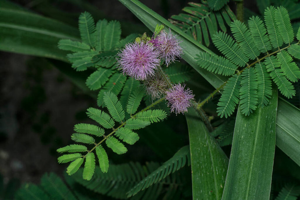 close shot of Mimosa Invisa Giant Sensitive Plant - Photo, Image