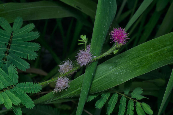 bliskie ujęcie Mimosa Invisa Giant Sensitive Plant - Zdjęcie, obraz