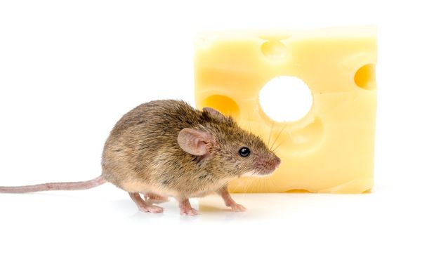 House mouse (Mus musculus) near cheese - Valokuva, kuva