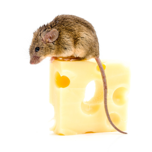 House mouse (Mus musculus) on big cheese - Valokuva, kuva