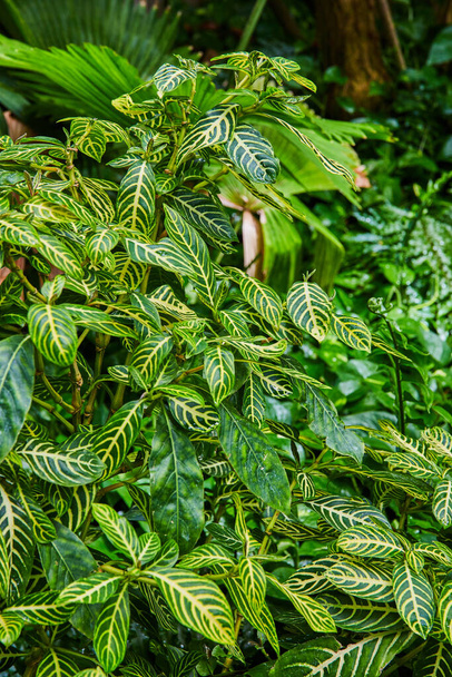 Зображення вгору близько на тропічних наземних рослин зі смугастими листям
 - Фото, зображення