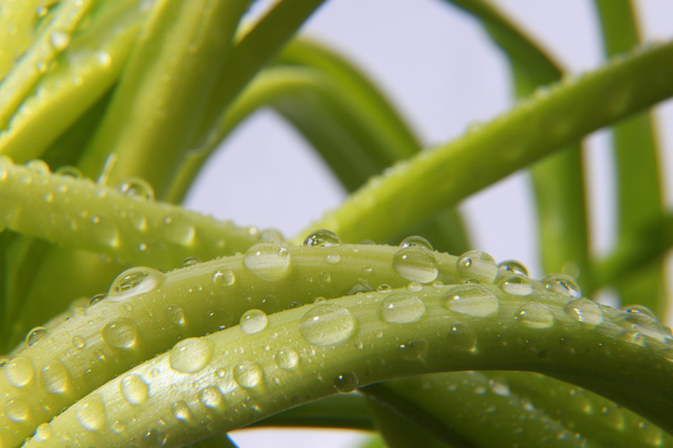 Gotas de agua en hojas verdes frescas, aisladas en blanco - Foto, imagen