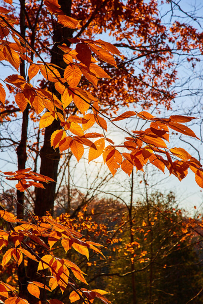 Bild von Detail des Lichts hinter schönen orangefarbenen Blättern an Bäumen im Spätherbst - Foto, Bild