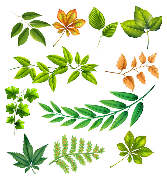 Verschiedene Blätter - Vektor, Bild