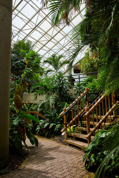 Afbeelding van Rainforest botanical garden walking path with bamboo stairs - Foto, afbeelding