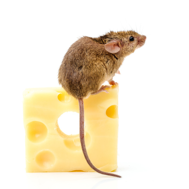 House mouse (Mus musculus) on big cheese - Valokuva, kuva