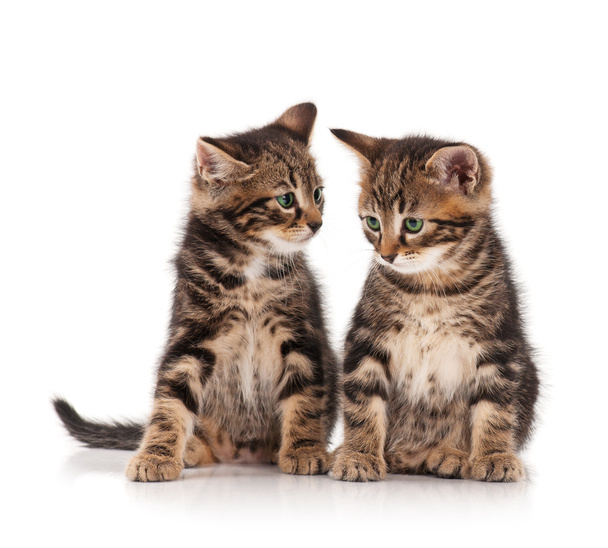 Cute kittens - Φωτογραφία, εικόνα