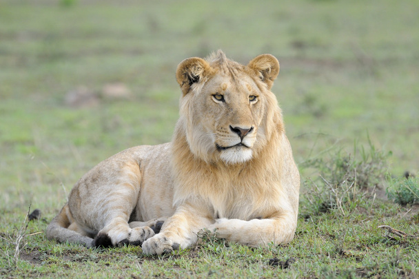 Junge männliche Löwen - Foto, Bild