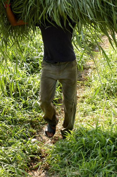 Miespuolinen työntekijä pelloilla - Valokuva, kuva