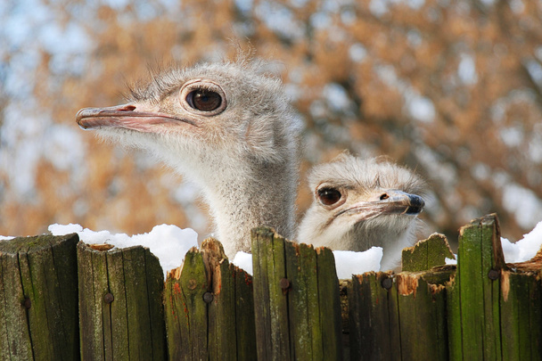 Два страуса.
 - Фото, изображение