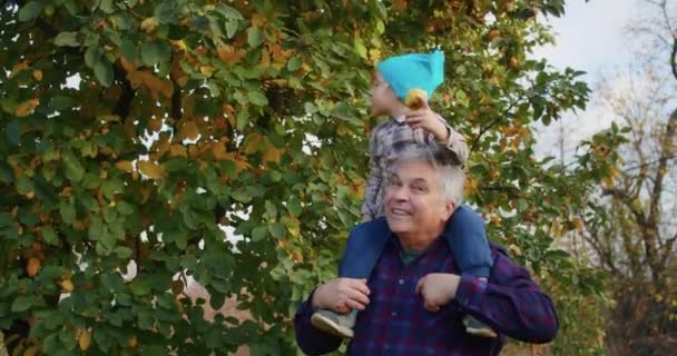 Un niño de 3 años está feliz recogiendo manzanas con el abuelo en el jardín, se divierte, las recoge en un árbol, las recoge en un cubo, las tira o se las da al abuelo. - Imágenes, Vídeo