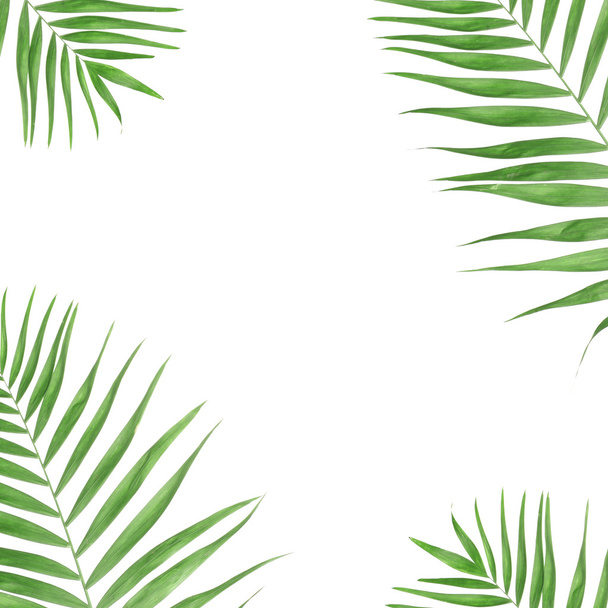 Beautiful palm leaves shaped as frame with space for your text - Valokuva, kuva