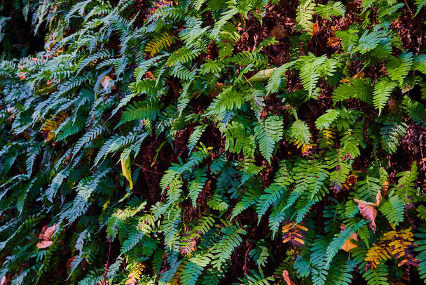 Зображення деталі хрустких рослин папороті, що покривають лісову стіну осінніми кольорами під
 - Фото, зображення