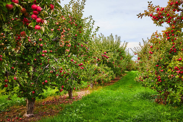 Obraz Patrzenie w dół rzędy jabłoni w sadownictwie - Zdjęcie, obraz