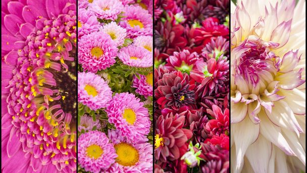 Kollázs, sárga és rózsaszín virág szakaszok - Fotó, kép