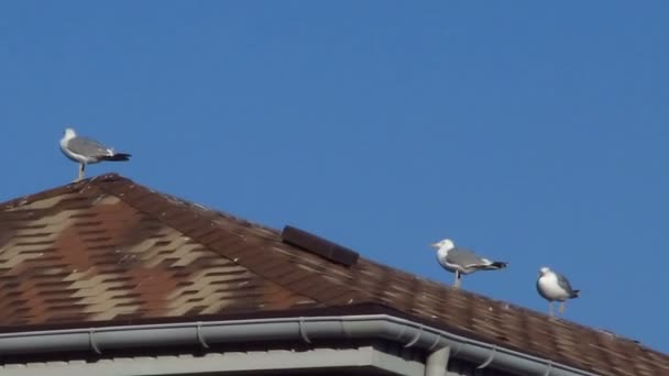 Möwen auf einem Dach - Filmmaterial, Video