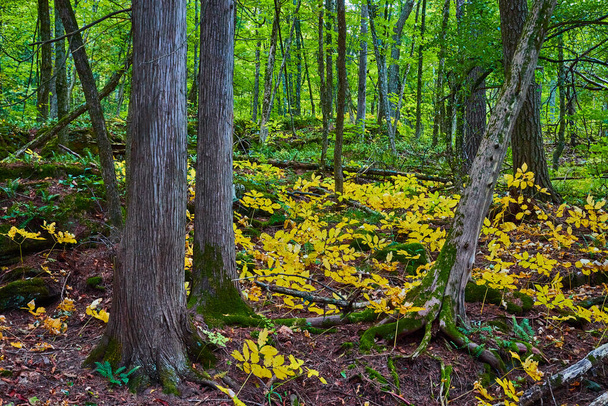Afbeelding van weelderig groen bos rechtdoor met gouden bladeren op struiken op de begane grond - Foto, afbeelding