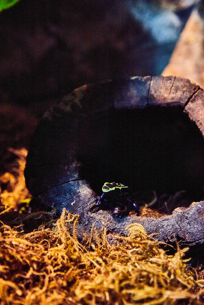 Immagine di rana dardo veleno minuscolo all'interno tronco d'albero cavo da muschi in luce scura - Foto, immagini