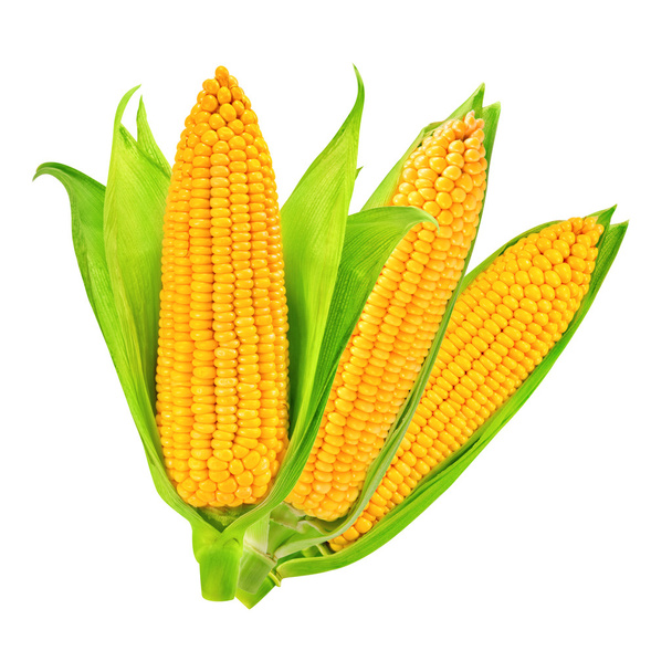 Кукуруза изолирована
 - Фото, изображение