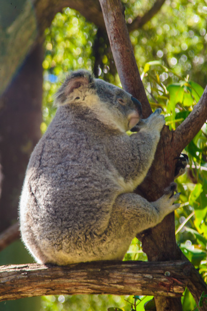 Morcos Koala - Fotó, kép