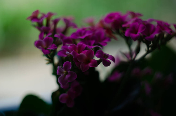 Pink flower of Kalanchoe blooming in the summer garden - Photo, Image