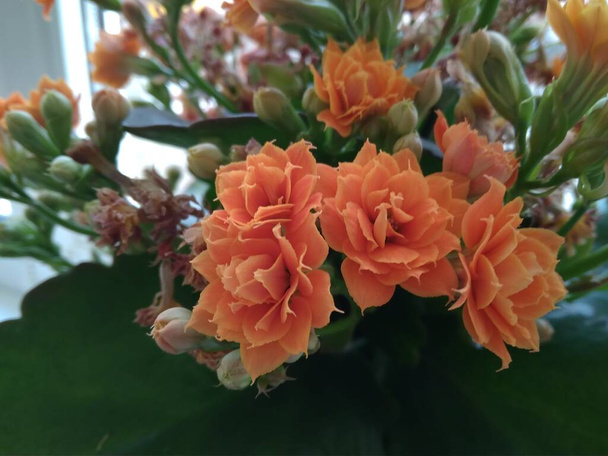 Orange flower of Kalanchoe blooming in the summer - Photo, Image